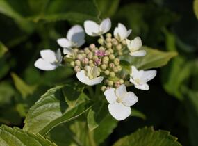 Hortenzie velkolistá 'Mariesii Grandiflora' - Hydrangea macrophylla 'Mariesii Grandiflora'