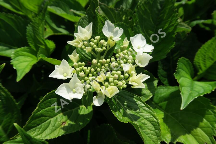 Hortenzie velkolistá 'Mariesii Grandiflora' - Hydrangea macrophylla 'Mariesii Grandiflora'