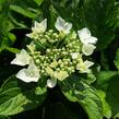 Hortenzie velkolistá 'Mariesii Grandiflora' - Hydrangea macrophylla 'Mariesii Grandiflora'