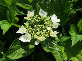 Hortenzie velkolistá 'Mariesii Grandiflora' - Hydrangea macrophylla 'Mariesii Grandiflora'