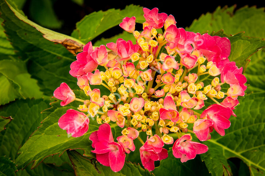 Hortenzie velkolistá 'Freudenstein' - Hydrangea macrophylla 'Freudenstein'