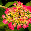 Hortenzie velkolistá 'Freudenstein' - Hydrangea macrophylla 'Freudenstein'