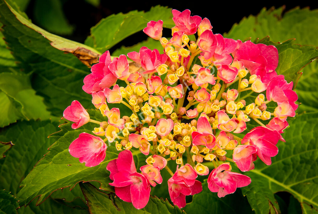 Hortenzie velkolistá 'Freudenstein' - Hydrangea macrophylla 'Freudenstein'