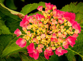 Hortenzie velkolistá 'Freudenstein' - Hydrangea macrophylla 'Freudenstein'