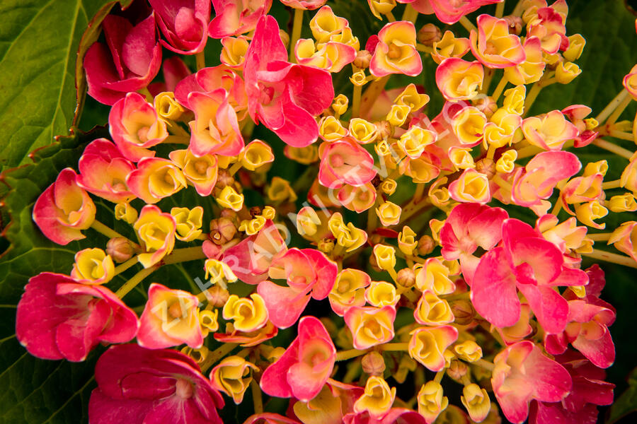 Hortenzie velkolistá 'Freudenstein' - Hydrangea macrophylla 'Freudenstein'