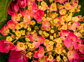 Hortenzie velkolistá 'Freudenstein' - Hydrangea macrophylla 'Freudenstein'