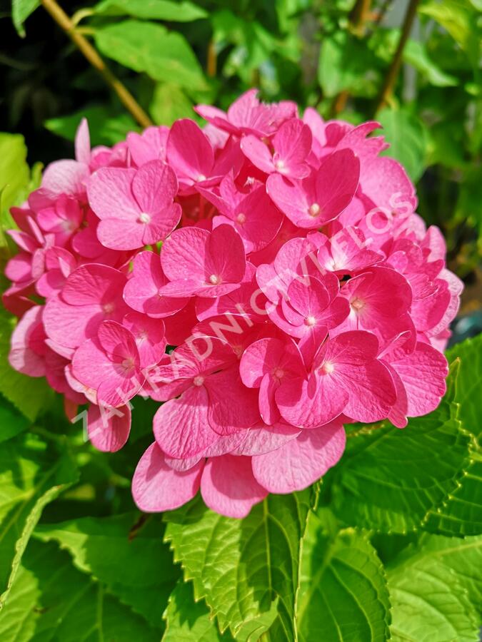 Hortenzie velkolistá 'Freudenstein' - Hydrangea macrophylla 'Freudenstein'