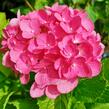 Hortenzie velkolistá 'Freudenstein' - Hydrangea macrophylla 'Freudenstein'