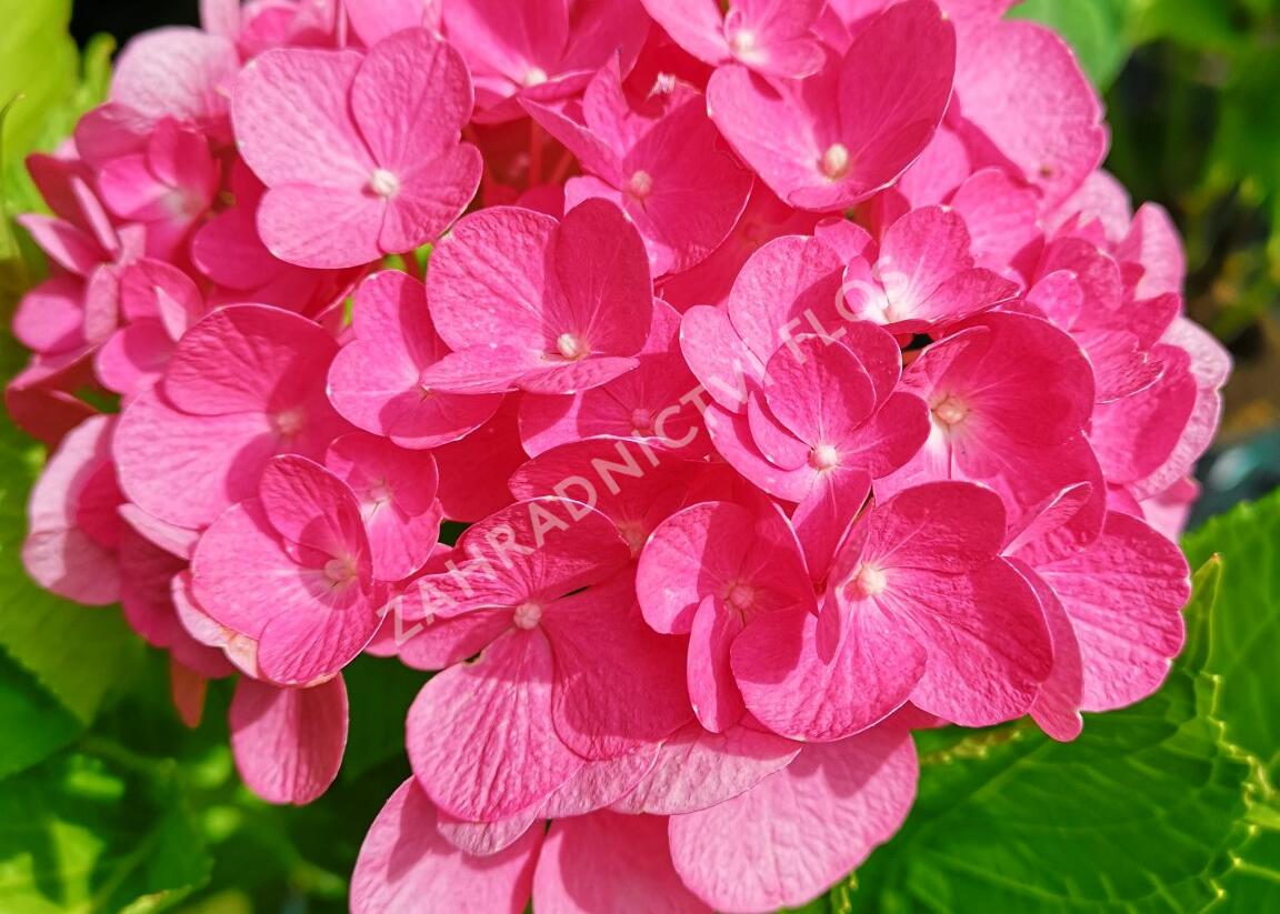 Hortenzie velkolistá 'Freudenstein' - Hydrangea macrophylla 'Freudenstein'