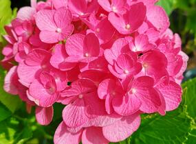 Hortenzie velkolistá 'Freudenstein' - Hydrangea macrophylla 'Freudenstein'