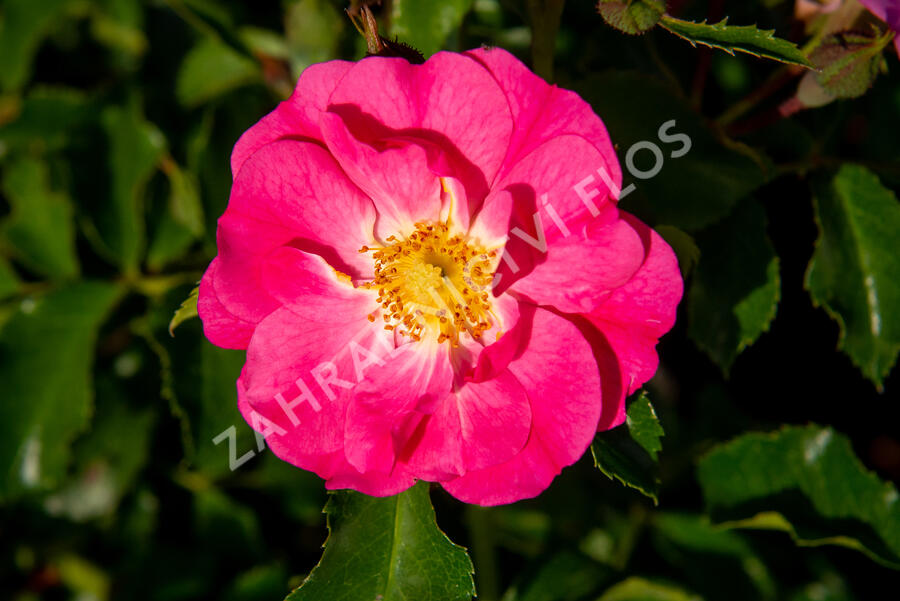Růže mnohokvětá Kordes 'Neon' - Rosa MK 'Neon'