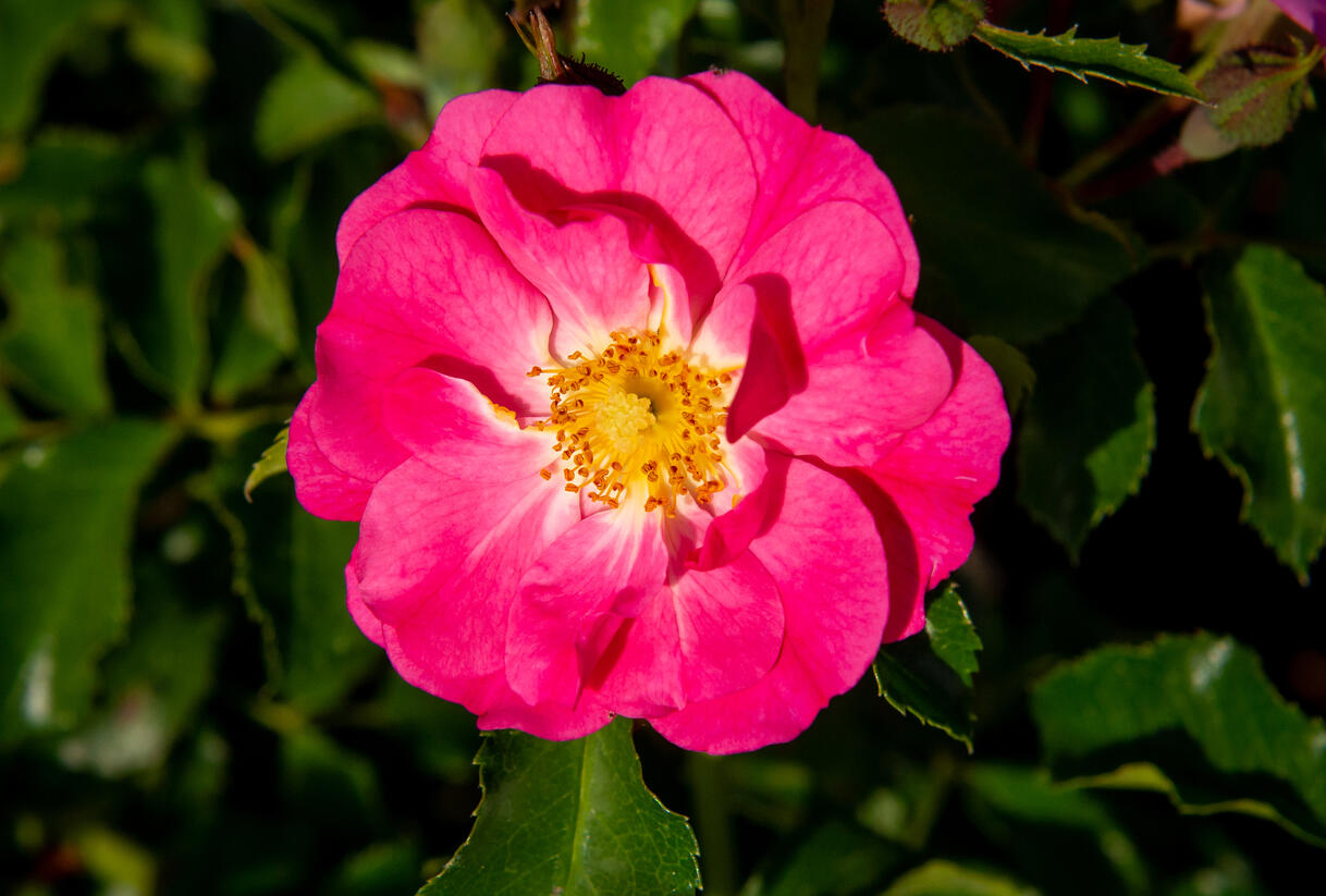 Růže mnohokvětá Kordes 'Neon' - Rosa MK 'Neon'