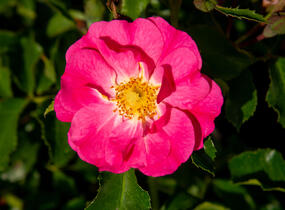 Růže mnohokvětá Kordes 'Neon' - Rosa MK 'Neon'