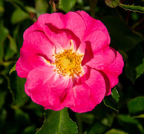 Růže mnohokvětá Kordes 'Neon' - Rosa MK 'Neon'