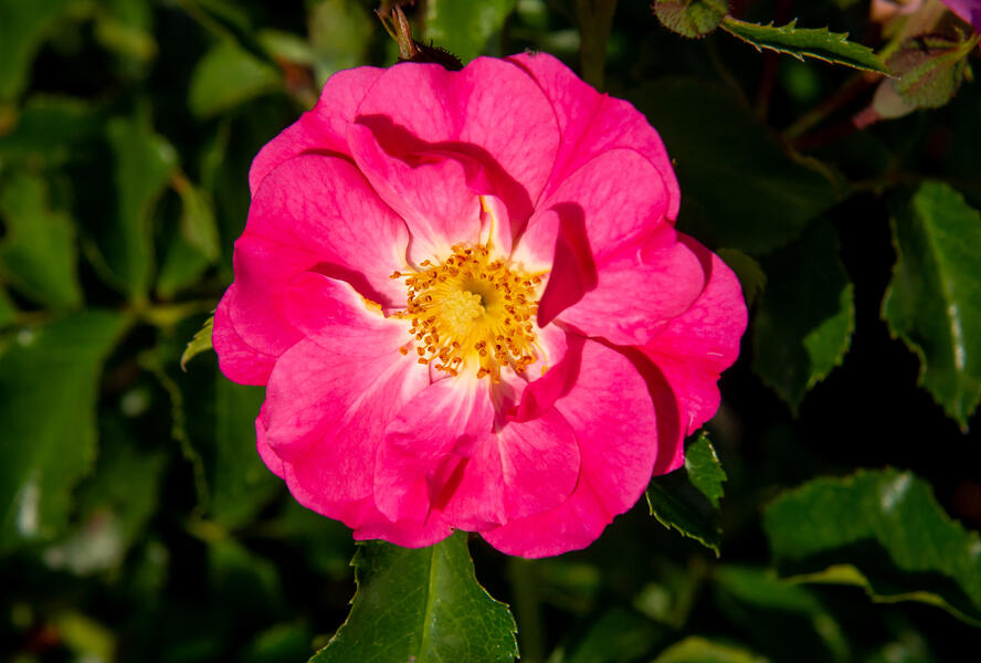 Růže mnohokvětá Kordes 'Neon' - Rosa MK 'Neon'