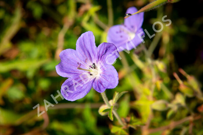 Kakost 'Brookside' - Geranium 'Brookside'