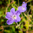 Kakost 'Brookside' - Geranium 'Brookside'