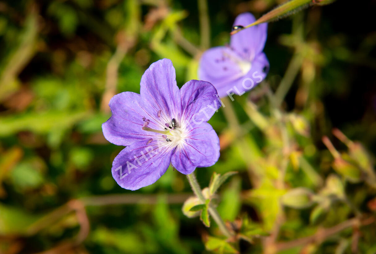 Kakost luční 'Brookside' - Geranium pratense 'Brookside'