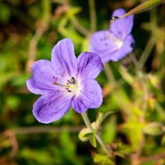 Kakost 'Brookside' - Geranium 'Brookside'