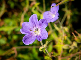 Kakost luční 'Brookside' - Geranium pratense 'Brookside'
