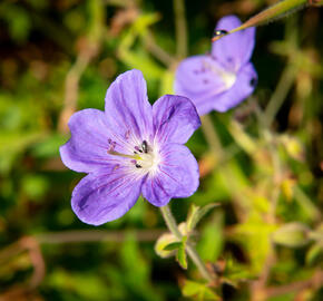 Kakost 'Brookside' - Geranium 'Brookside'