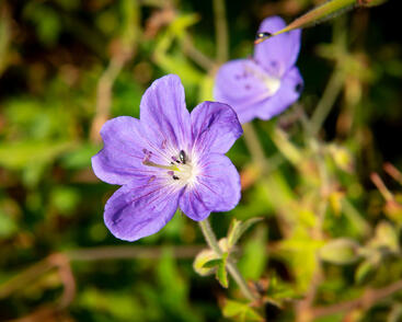 Kakost luční 'Brookside'