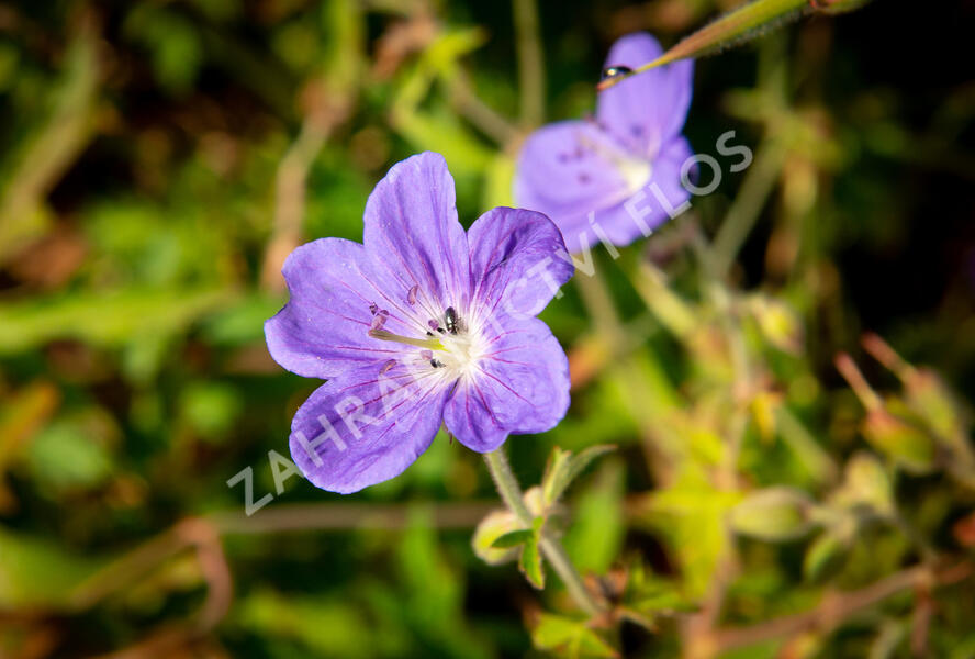 Kakost luční 'Brookside' - Geranium pratense 'Brookside'