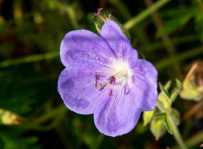 Kakost luční 'Brookside' - Geranium pratense 'Brookside'