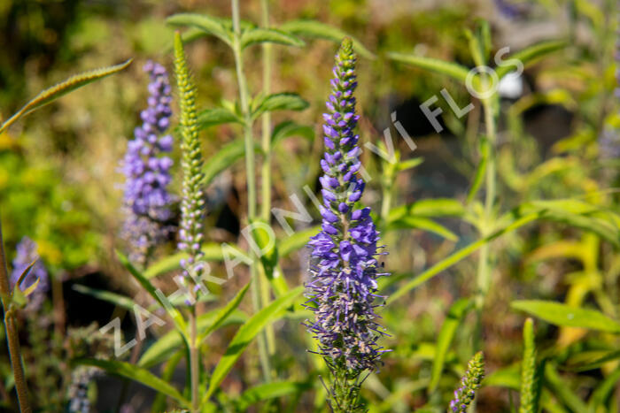 Rozrazil dlouholistý - Veronica longifolia (maritima)