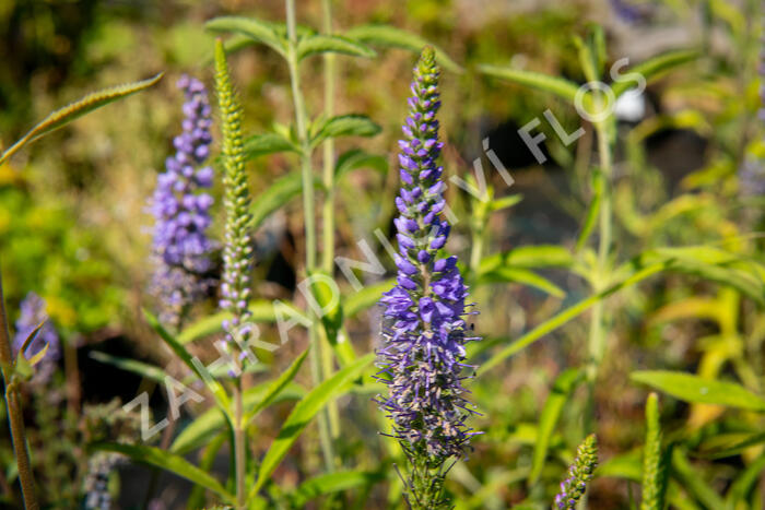 Rozrazil dlouholistý - Veronica longifolia (maritima)