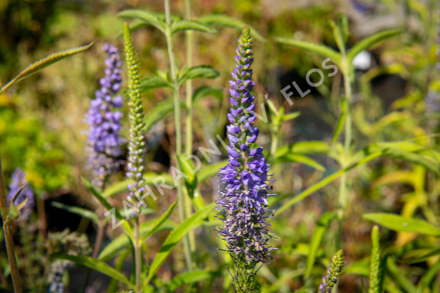 Rozrazil dlouholistý - Veronica longifolia (maritima)
