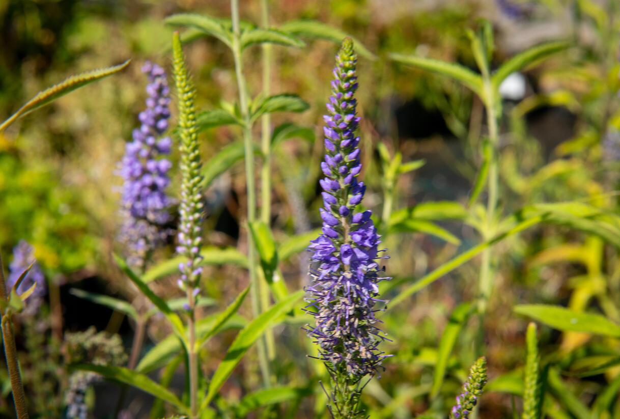 Rozrazil dlouholistý - Veronica longifolia (maritima)