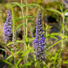 Rozrazil dlouholistý - Veronica longifolia (maritima)