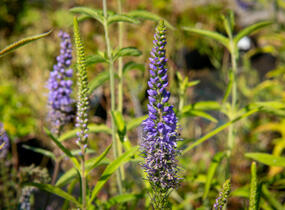Rozrazil dlouholistý - Veronica longifolia (maritima)