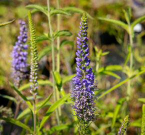 Rozrazil dlouholistý - Veronica longifolia (maritima)