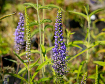 Rozrazil dlouholistý