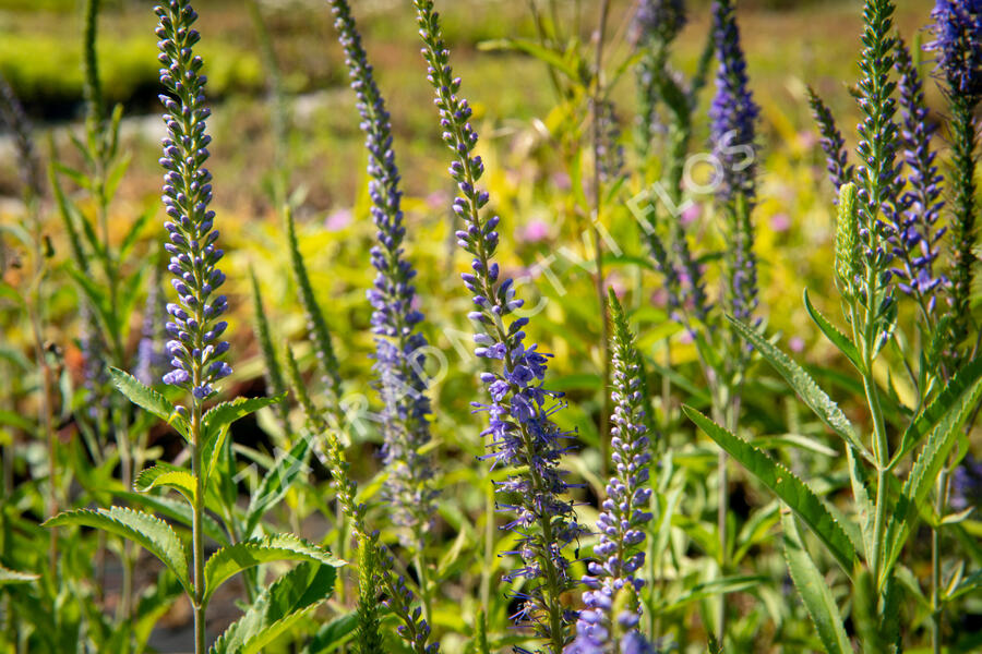 Rozrazil dlouholistý - Veronica longifolia (maritima)