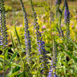 Rozrazil dlouholistý - Veronica longifolia (maritima)