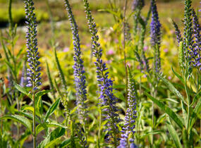 Rozrazil dlouholistý - Veronica longifolia (maritima)