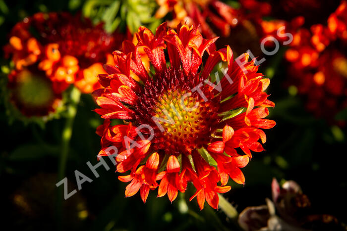 Kokarda velkokvětá 'Fanfare Blaze' - Gaillardia grandiflora 'Fanfare Blaze'