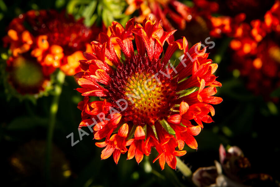 Kokarda velkokvětá 'Fanfare Blaze' - Gaillardia grandiflora 'Fanfare Blaze'