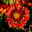 Kokarda velkokvětá 'Fanfare Blaze' - Gaillardia grandiflora 'Fanfare Blaze'