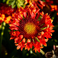 Kokarda velkokvětá 'Fanfare Blaze' - Gaillardia grandiflora 'Fanfare Blaze'