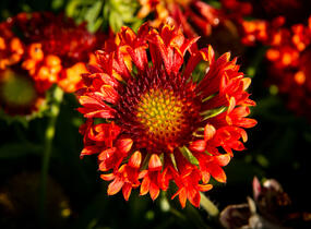 Kokarda velkokvětá 'Fanfare Blaze' - Gaillardia grandiflora 'Fanfare Blaze'