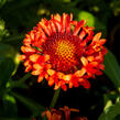 Kokarda velkokvětá 'Fanfare Blaze' - Gaillardia grandiflora 'Fanfare Blaze'