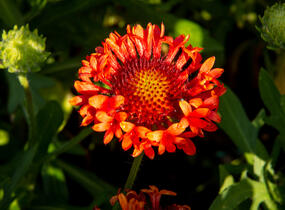 Kokarda velkokvětá 'Fanfare Blaze' - Gaillardia grandiflora 'Fanfare Blaze'