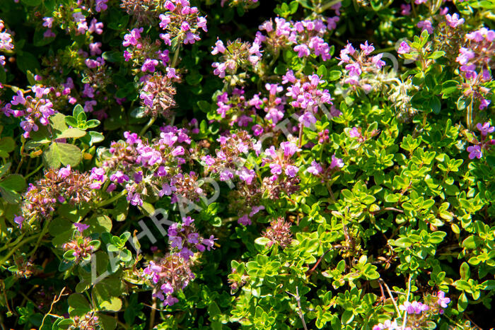 Tymián obecný 'Tabor' - Thymus vulgaris 'Tabor'