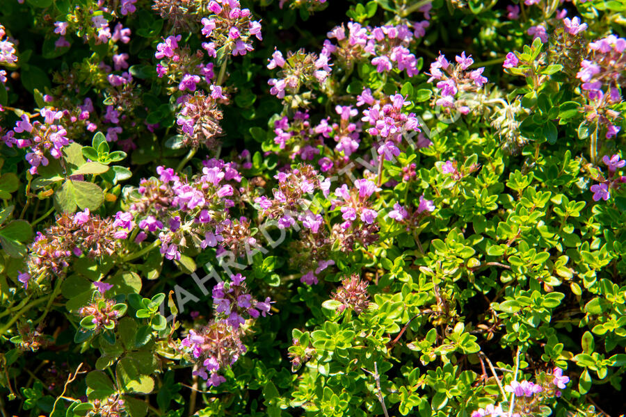 Tymián obecný 'Tabor' - Thymus vulgaris 'Tabor'