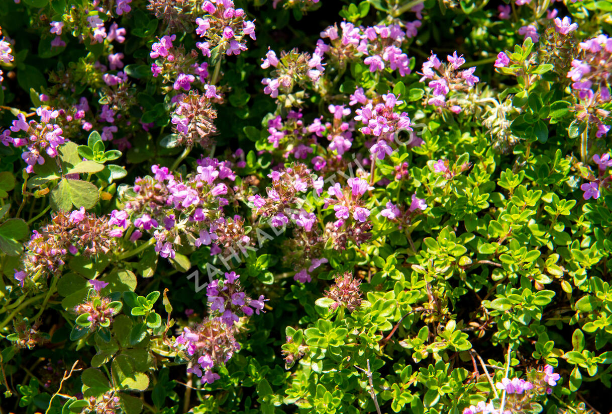 Mateřídouška vejčitá 'Tabor' - Thymus pulegioides 'Tabor'