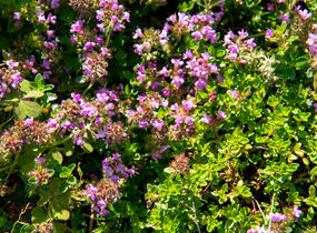 Mateřídouška vejčitá 'Tabor' - Thymus pulegioides 'Tabor'